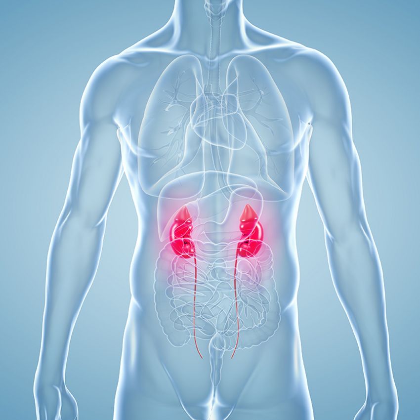 Anatomische Darstellung eines männlichen Körpers und Hervorhebung, an welchen Stellen Harnsteine vorkommen können.